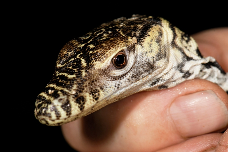 Mládě varana komodského při líhnutí. Ilustrační foto (c) Petr Velenský, Zoo Praha