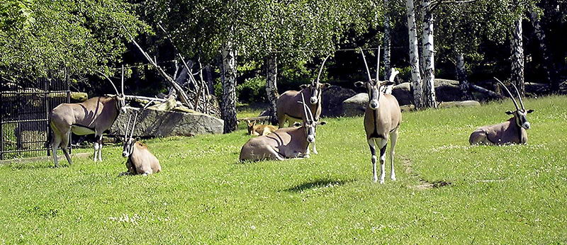 Po roce 2000 žily bejsy v tak zvaném Malém panoramatu. Foto: J. Plný, Zoo Praha