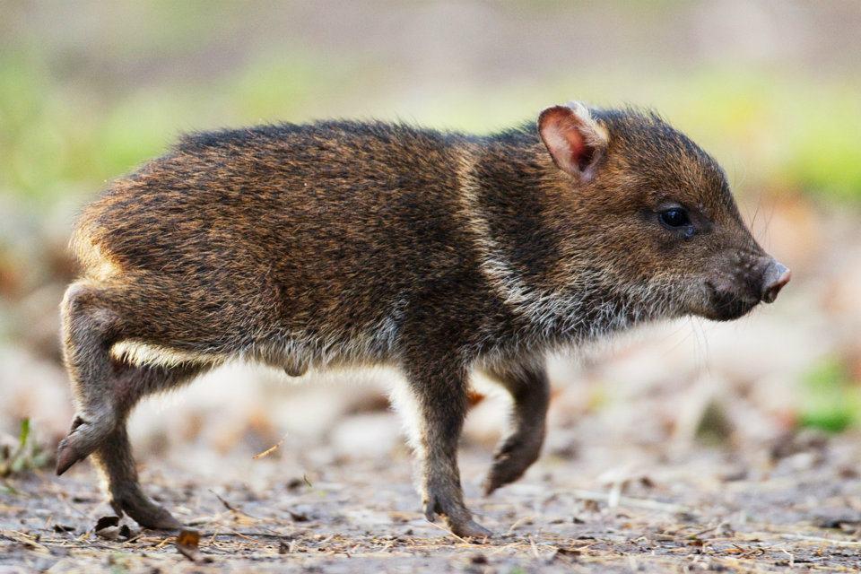 Ошейниковый пекари. Горный тапир непарнокопытные. Нежвачные парнокопытные. Кабан бородавочник. Свинья парнокопытное млекопитающее.
