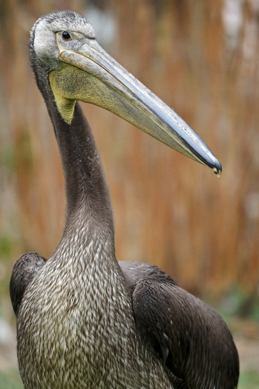 Mladý samec pelikána bílého. Světlou barvu získá až v dospělosti. Foto: Tomáš Adamec, Zoo Praha