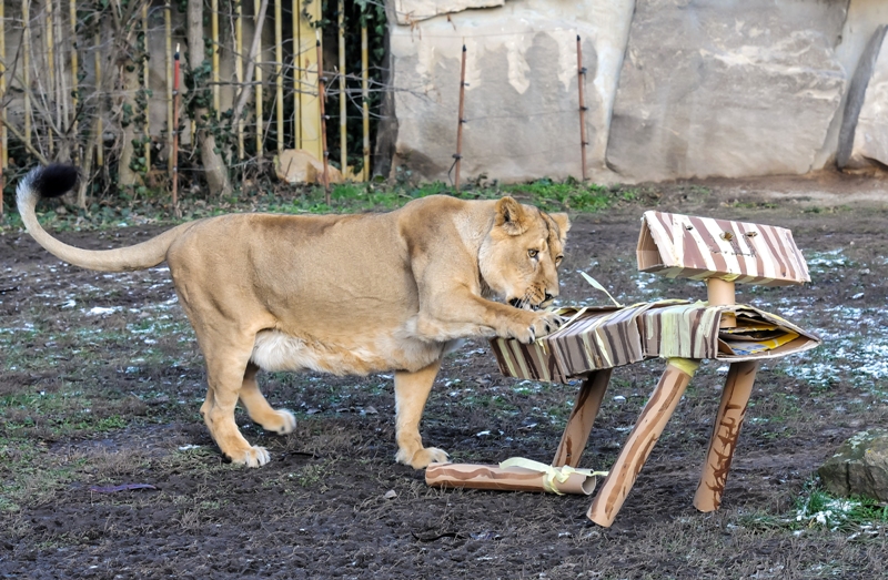 Foto (c) Martin Smrček, Zoo Praha