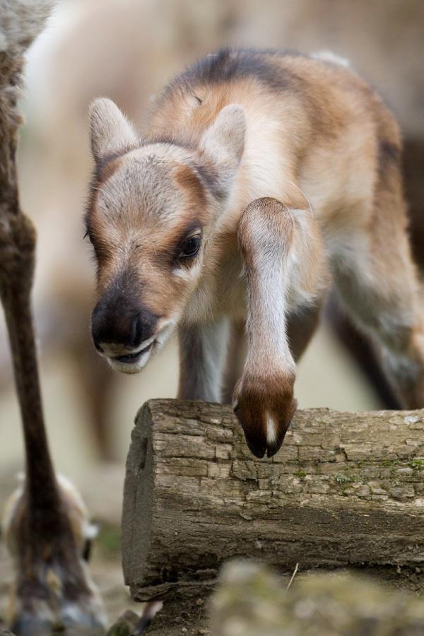 Malí sobi jsou hned dva! Foto: Tomáš Adamec, Zoo Praha