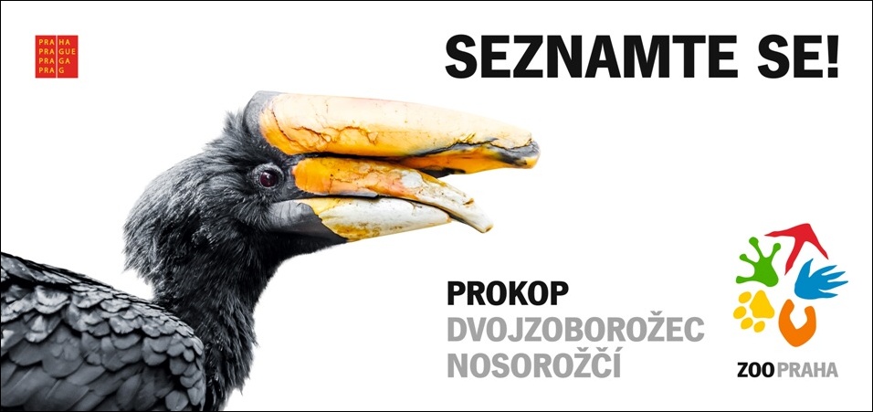 Seznamteš se! Prokop - dvojzoborožec nosorožčí (c) Zoo Praha