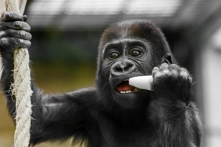 Tano, foto (c) Miroslav Bobek, Zoo Praha