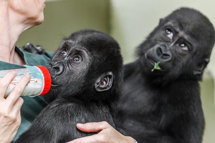 Tano, foto (c) Miroslav Bobek, Zoo Praha