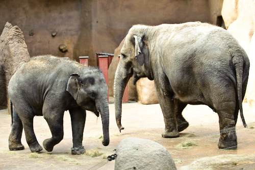 Tonya a Donna. Foto: Khalil Baalbaki, Zoo Praha