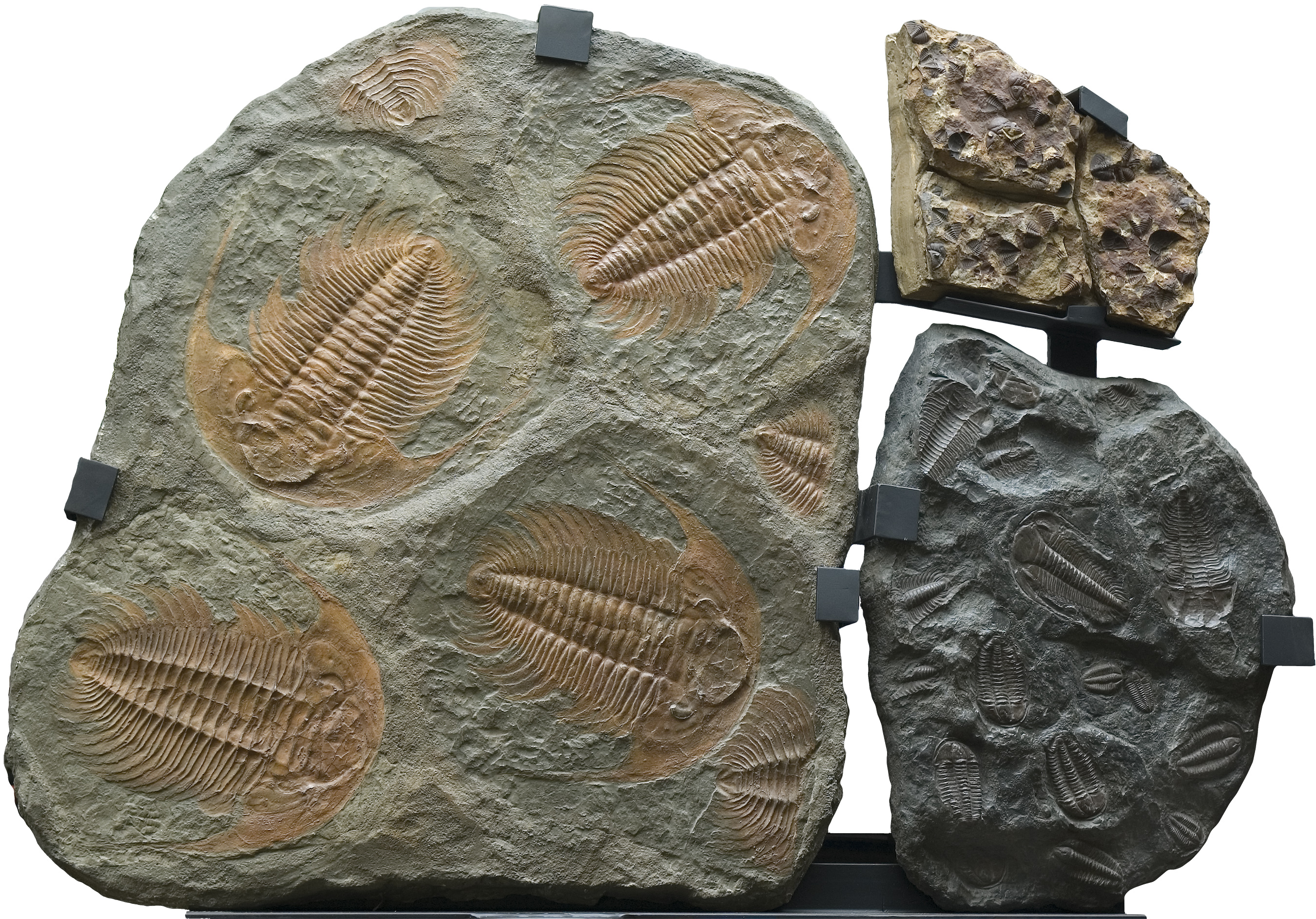 Zkamenělí trilobiti