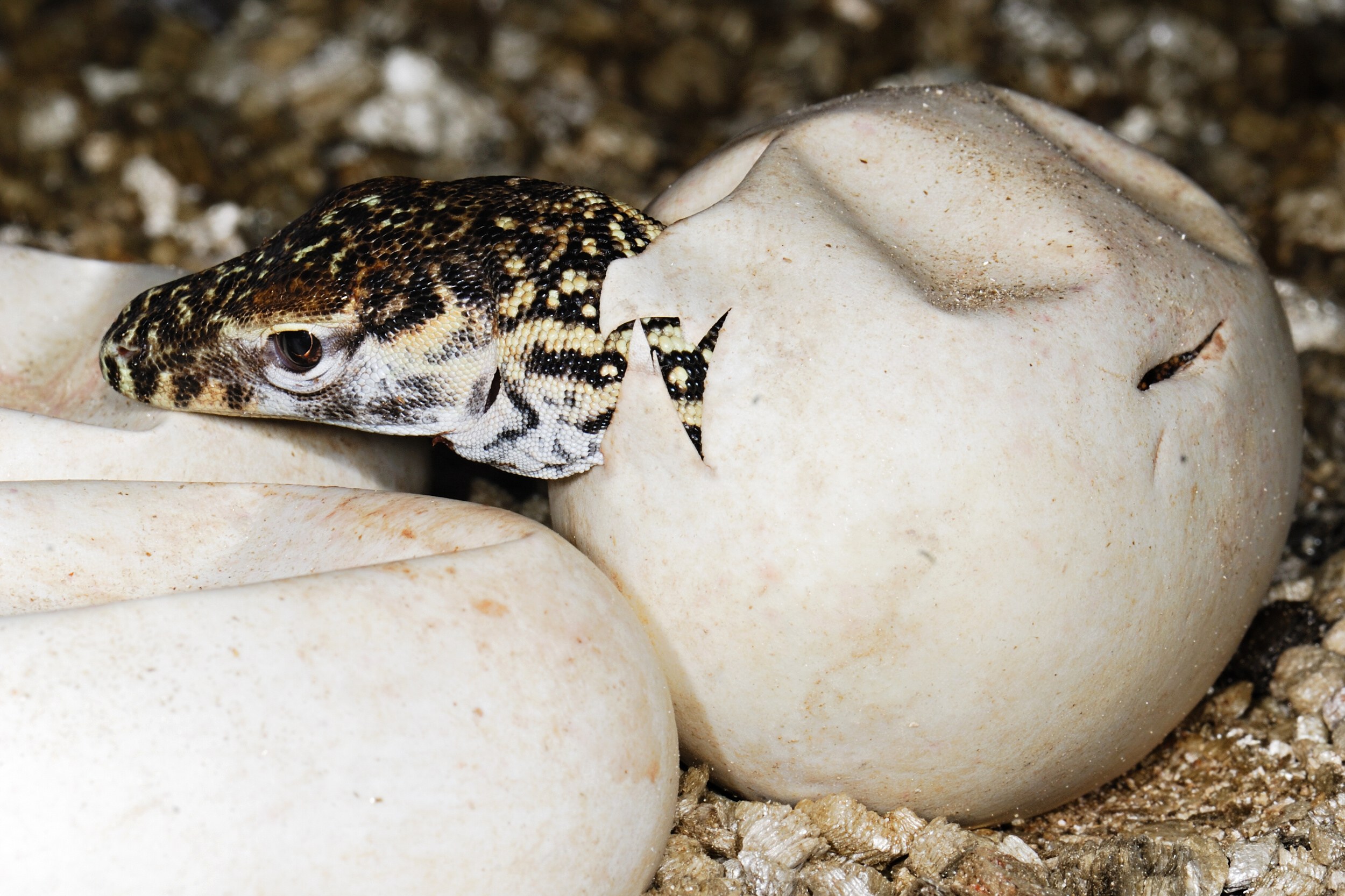 Líhnoucí se mládě varana komodského. Foto: Petr Velenský, Zoo Praha