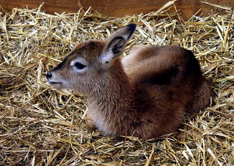 Foto: Jozef Sebíň, Zoo Praha