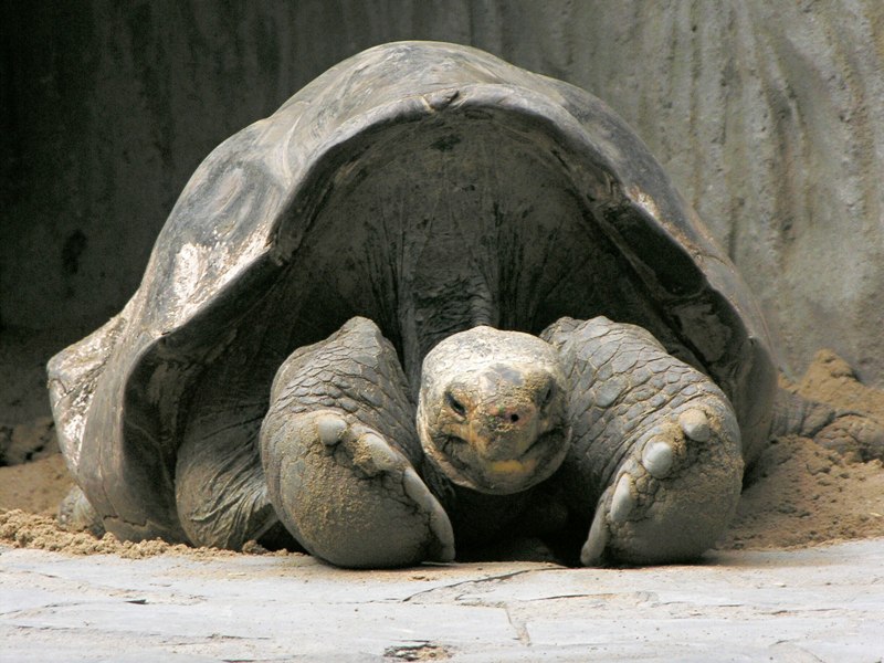 Antonio, želva sloní pinzónská ze Zoo Praha. Autor: Petr Velenský, Zoo Praha