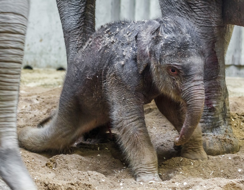 Foto: Miroslav Bobek, Zoo Praha