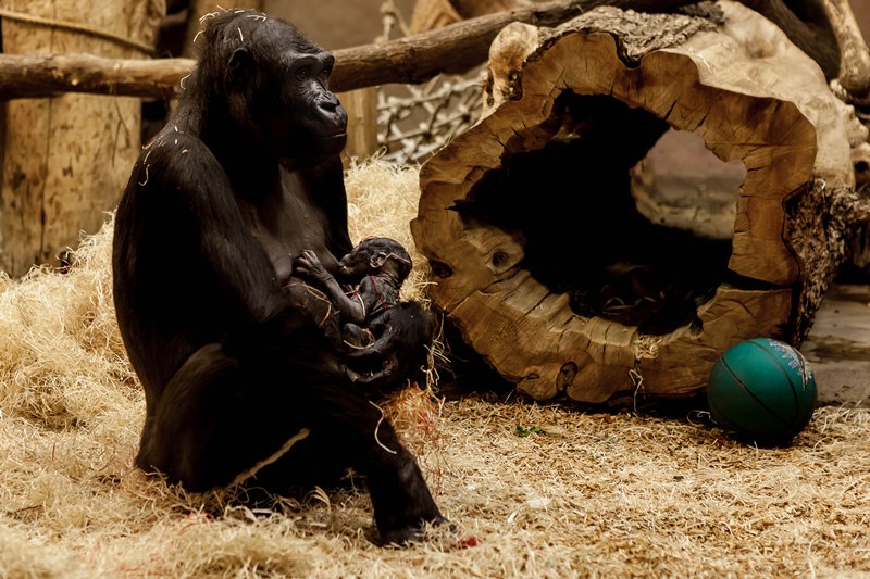 Kijivu s mládětem bezprostředně po narození. Foto: Miroslav Bobek, Zoo Praha