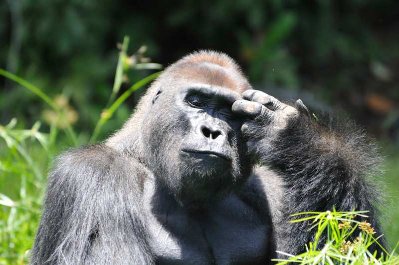 Ochrana goril ve střední Africe patří mezi priority Zoo Praha. Foto (c) Miroslav Bobek, Zoo Praha