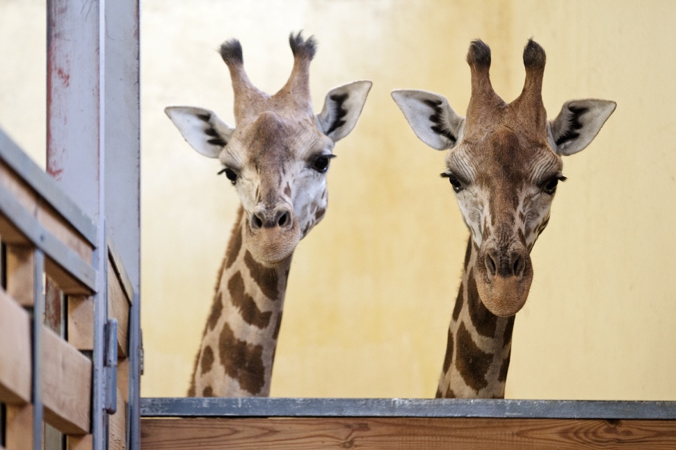 Doubravka a Vilma odjely do Polska. Foto: Tomáš Adamec, Zoo Praha