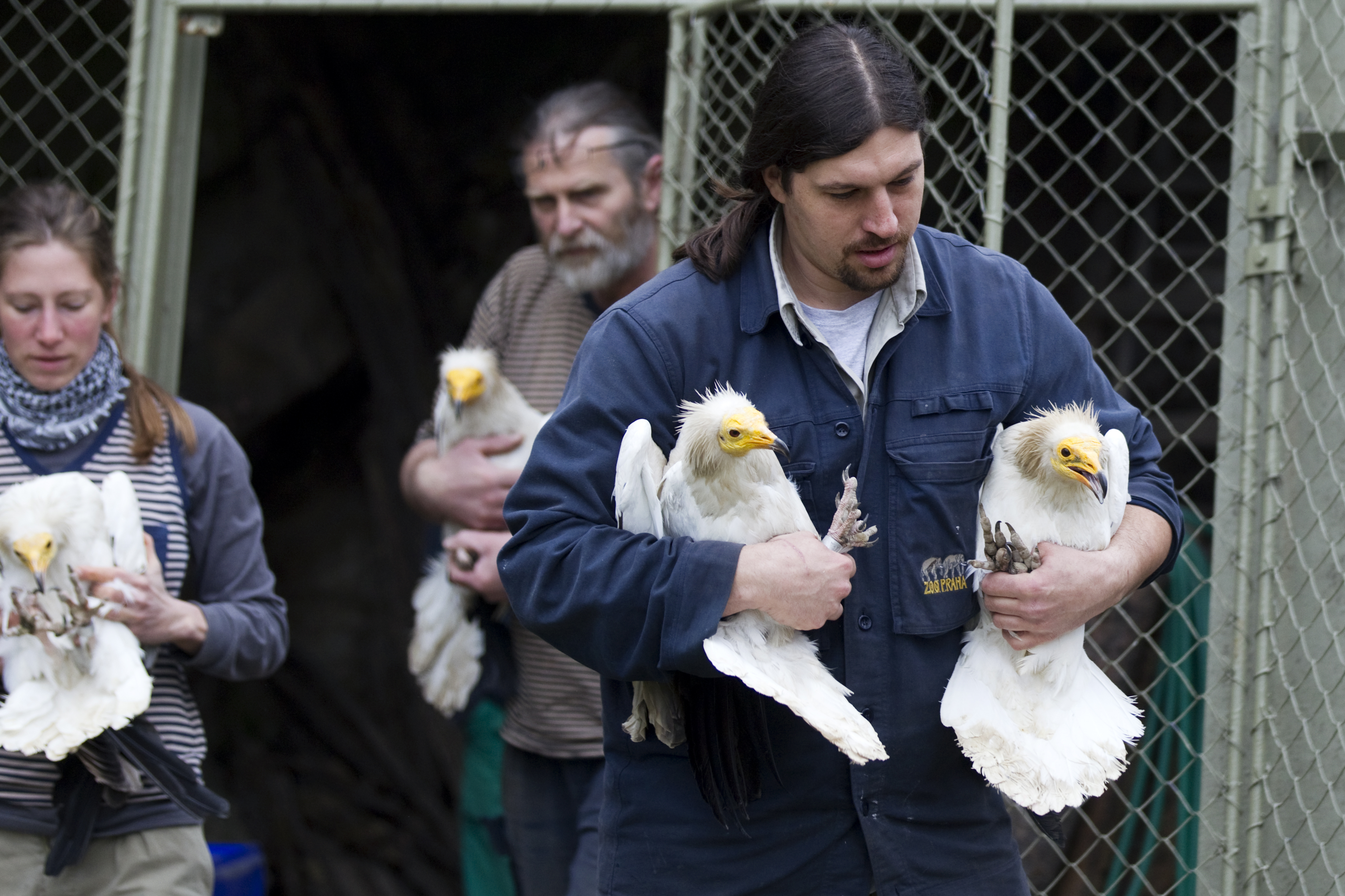 Jandovu voliéru dravců obydleli letos čtyři supi mrchožraví, brzy přijde pátý. Foto: Tomáš Adamec, Zoo Praha