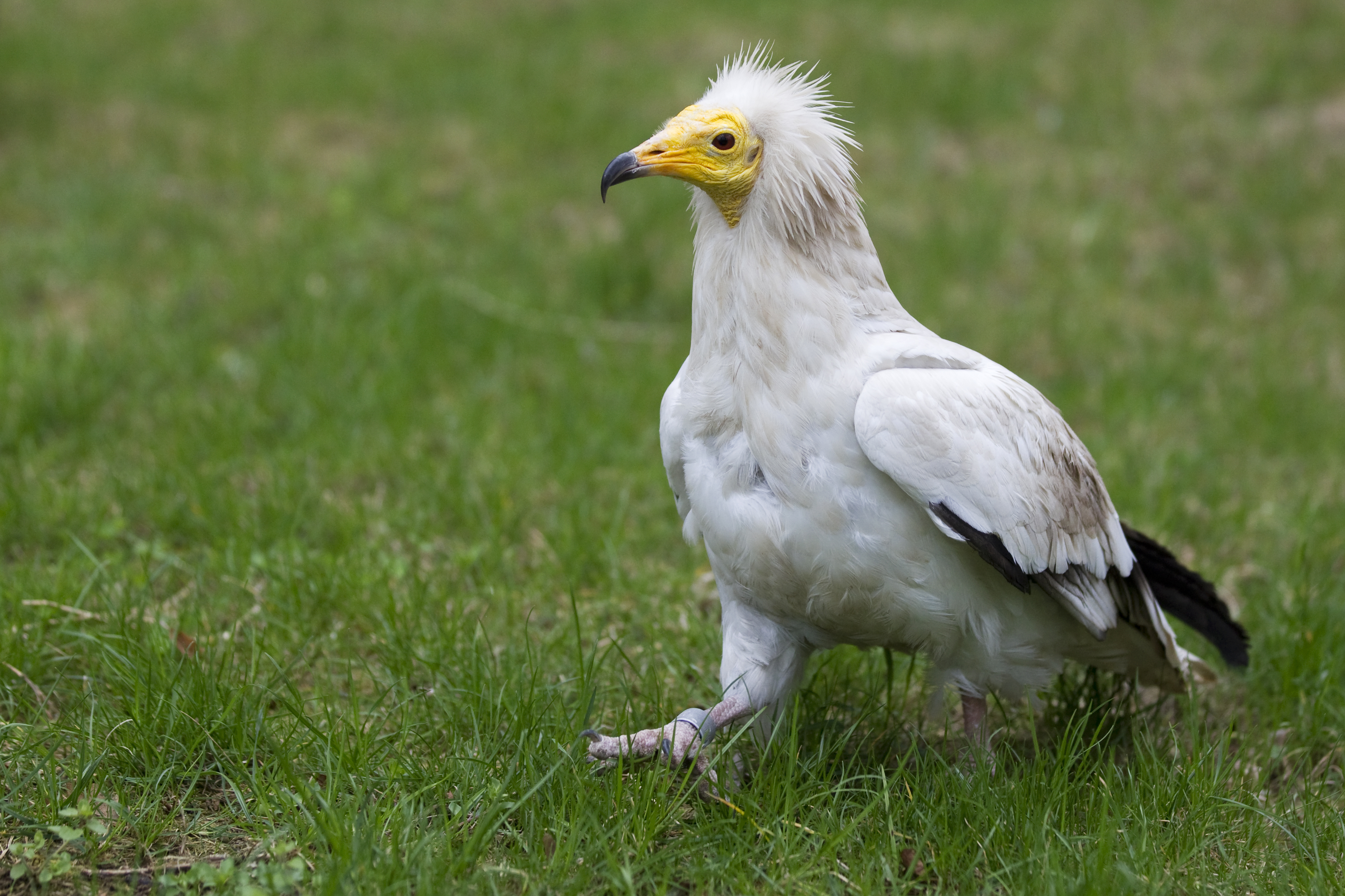 V Praze se již podařilo odchovat 7 supů mrchožravých. Foto: Tomáš Adamec, Zoo Praha