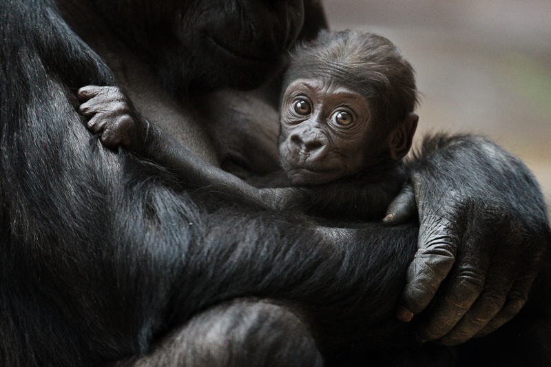 Malý gorilí samec se těší velké popularitě. Foto: Tomáš Adamec, Zoo Praha