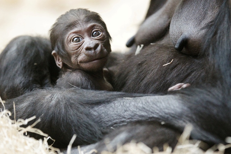 Foto (c) Tomáš Adamec, Zoo Praha