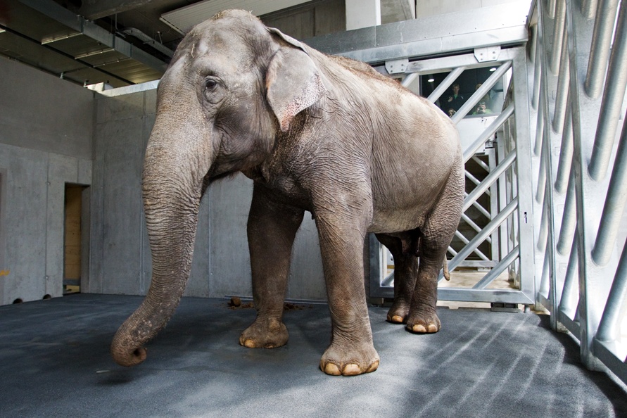 Gulab v novém domově. Foto: Tomáš Adamec, Zoo Praha