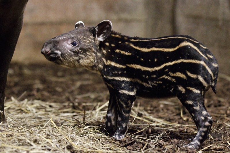 Mládě tapíra jihoamerického je teprve druhé v historii zoo. Foto: Tomáš Adamec, Zoo Praha