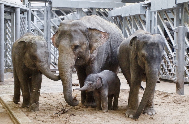 Vyhřívaný pavilon nabízí komfortní bydlení pro největší stádo slonů v České republice. Foto: Tomáš Adamec, Zoo Praha