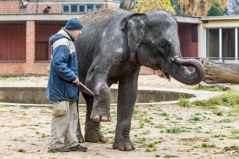 Mladé slonice se učí základním cvikům, které usnadní manipulaci s nimi a v budoucnu umožní provádět rutinní ošetření bez uspání. Cvičení také posiluje pouto s chovatelem. Autor Tomáš Adamec, Zoo Praha