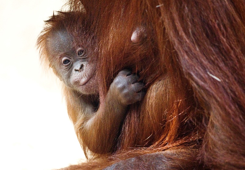 Orangutaní mládě patří mezi nejvzácnější přírůstky posledních let. Foto: Tomáš Adamec, Zoo Praha