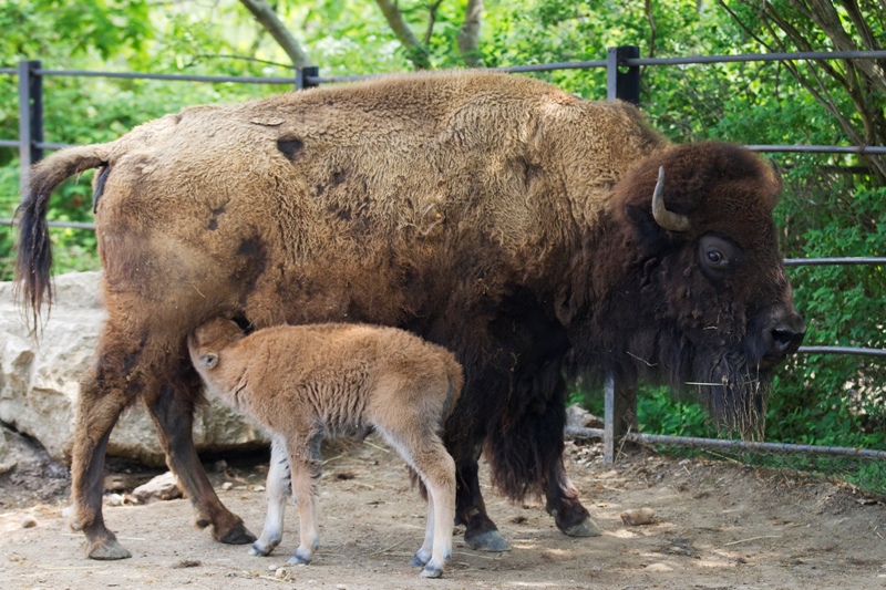 Bizon, foto (c) Tomáš Adamec, Zoo Praha