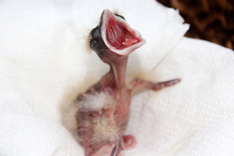 Mládě flétnáka australského nedlouho po vylíhnutí. Foto: Antonín Vaidl, Zoo Praha