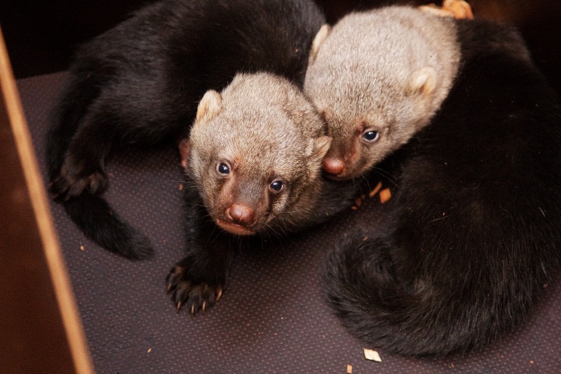 Dvojčata tayry se řadí k nejvýznamnějším přírůstkům roku. Foto: Tomáš Adamec, Zoo Praha