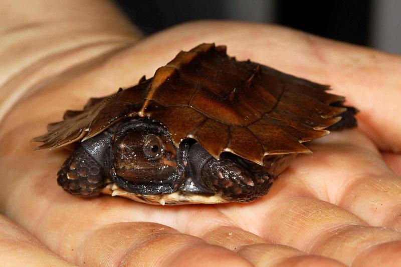 Rozmnožení želv ostnitých je výjimečné. V roce 2012 zoo rozmnižila jako první na světě ještě želvu korunkatou. Foto: Petr Velenský, Zoo Praha