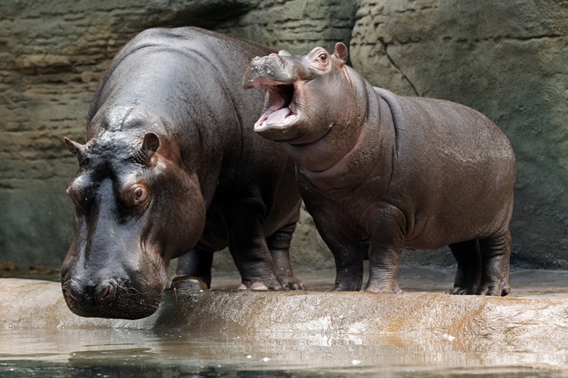 Hroši, foto (c) Tomáš Adamec, Zoo Praha