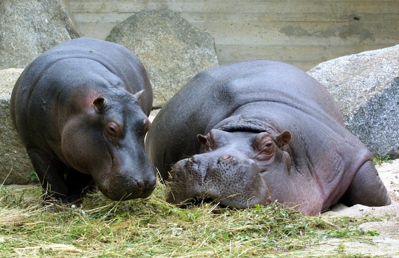 Hroši obojživelní, foto (c) Archiv Zoo Praha