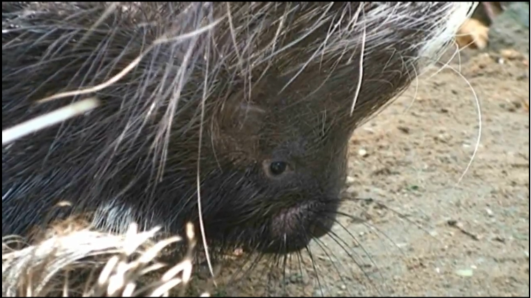 Video zazimování dikobrazů, (c) Zoo Praha