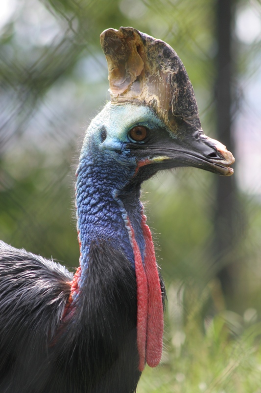 Kasuár Kašík, foto (c) Archiv Zoo Praha