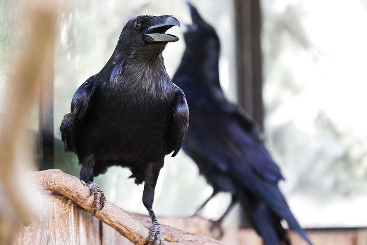 Kryštof a Klára jsou vzorní rodiče. Foto: Tomáš Adamec, Zoo Praha