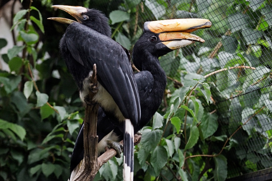 Prokop s jedním z letošních mláďat. Foto: Tomáš Adamec, Zoo Praha