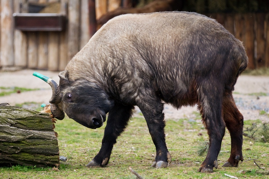 Misha značkuje jeden z parkosů. Foto: Tomáš Adamec, Zoo Praha