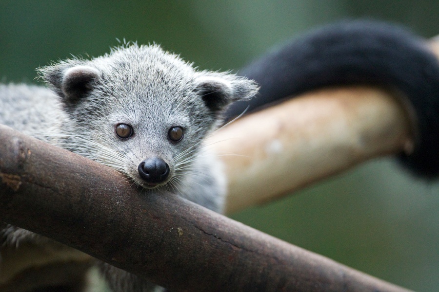 Mládě binturonga začíná prozkoumávat okolí. Foto: Tomáš Adamec, Zoo Praha