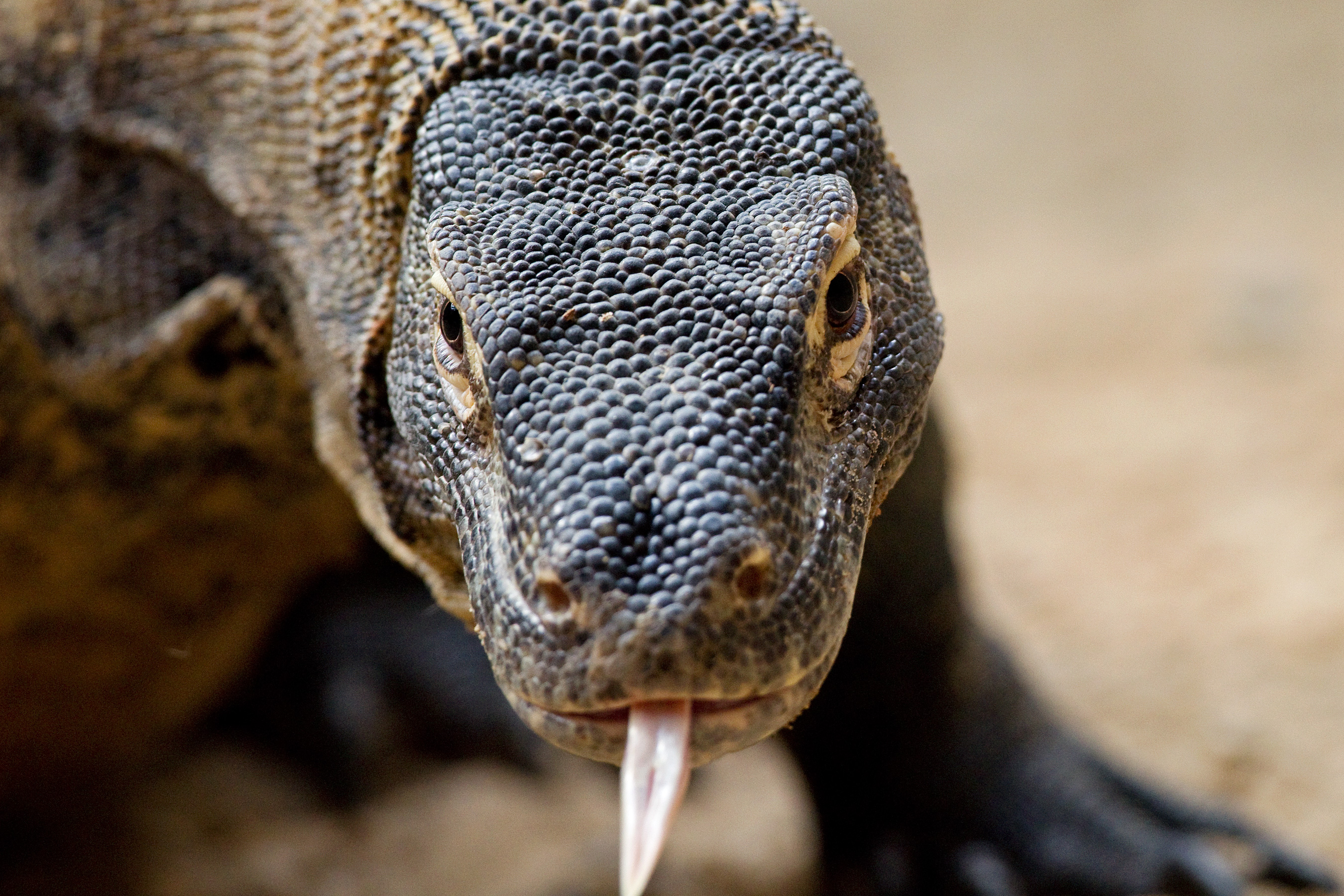 Foto (c) Tomáš Adamec, Zoo Praha