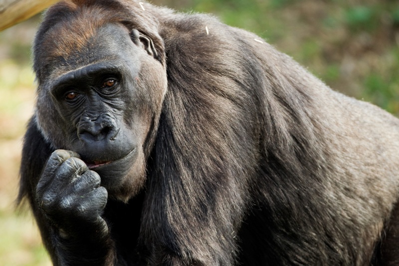 Kamba v pražské zoo. Foto: Tomáš Adamec, Zoo Praha
