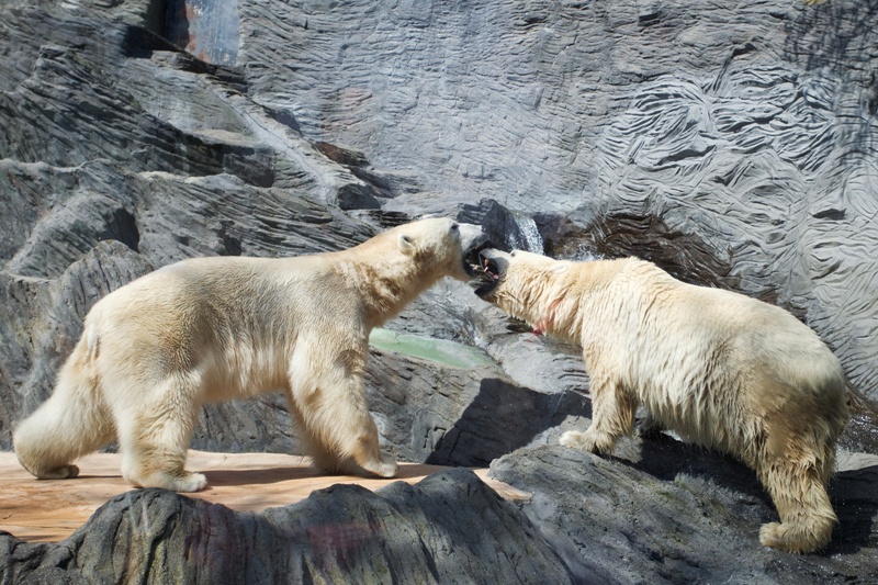 Námluvy medvědů ledních připomínají souboj. Foto: Tomáš Adamec, Zoo Praha