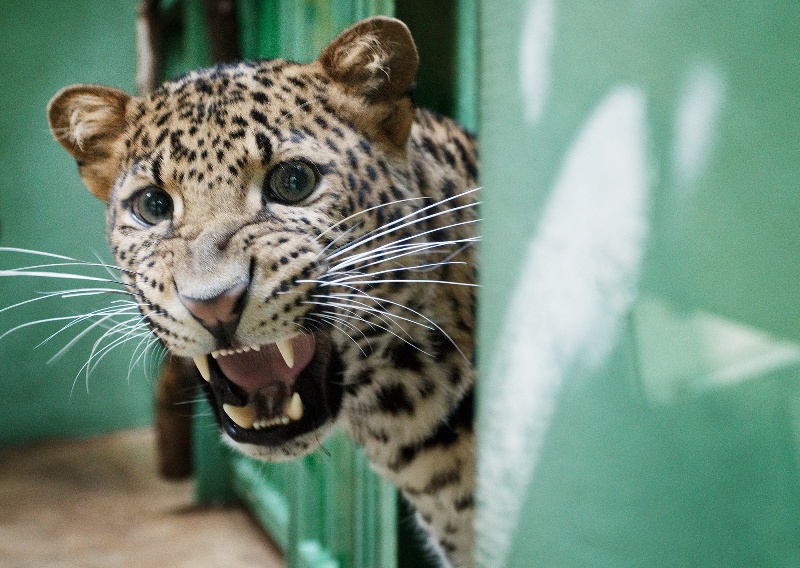 Arjuna je jedním z nejvzácnějších obyvatel zoo. Foto: Tomáš Adamec, Zoo Praha