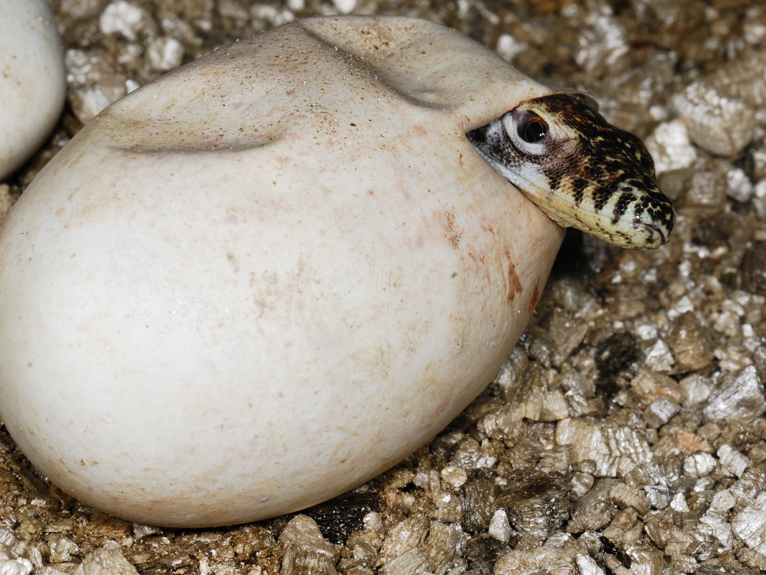 Líhnoucí se varan komodský. Ilustrační foto: Archiv Zoo Praha