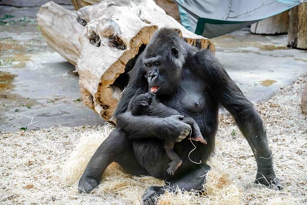 Prvorodička Shinda se o mládě vzorně stará a něžně o něj pečuje. Autor: Jana Myslivečková, Zoo Praha