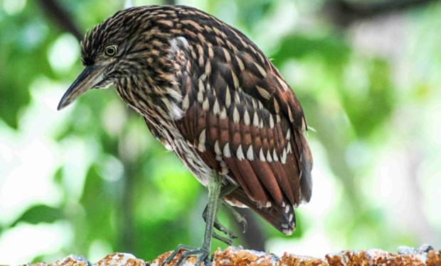 Mládě kvakoše rezavého na snímku pořízeném na Filipínách. Foto: Antonín Vaidl, Zoo Praha