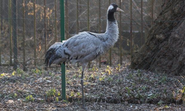 Jeřáb popelavý, foto: Václav Šilha, Zoo Praha