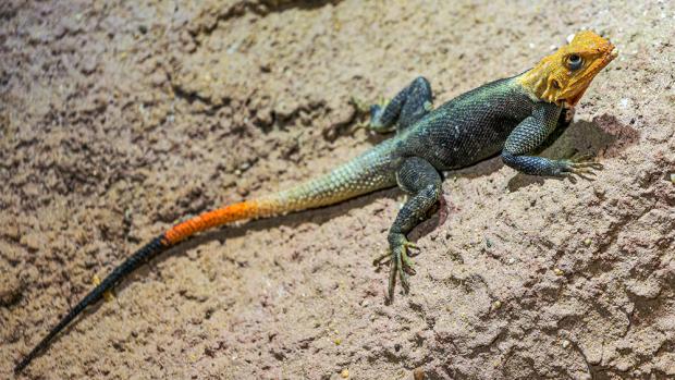 Agama malovaná. Foto: Petr Hamerník, Zoo Praha