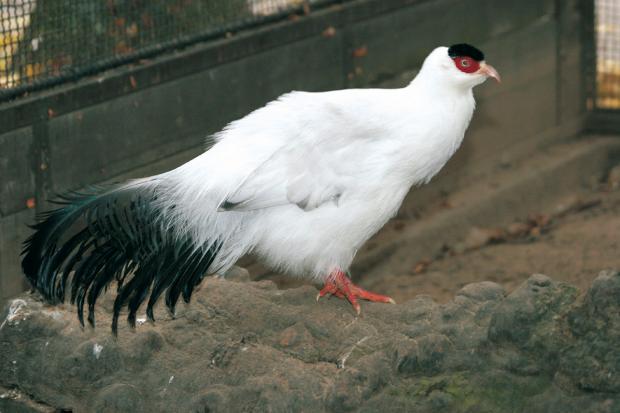 Bažant tibetský, foto: Tereza Mrhálková, Zoo Praha