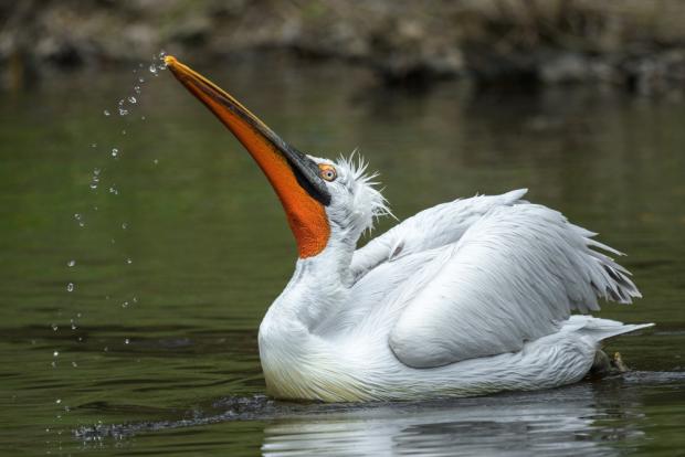Pelikán kadeřavý. Foto: Petr Hamerník, Zoo Praha